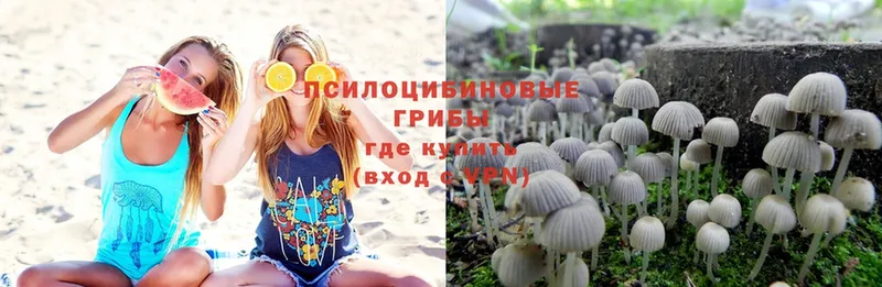 где продают   Алдан  Псилоцибиновые грибы Psilocybe 